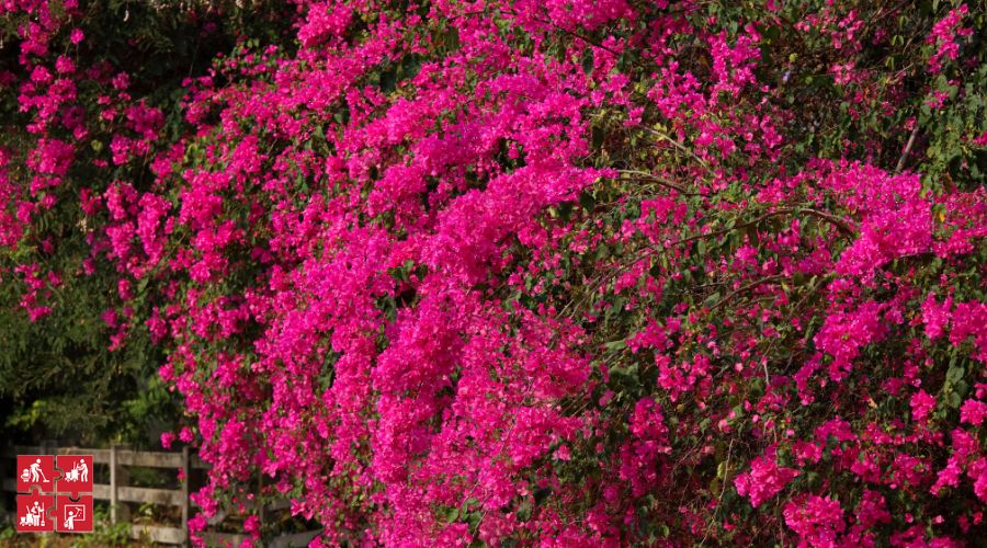 Hình ảnh Hàng rào hoa giấy nở hồng cả một vùng trời