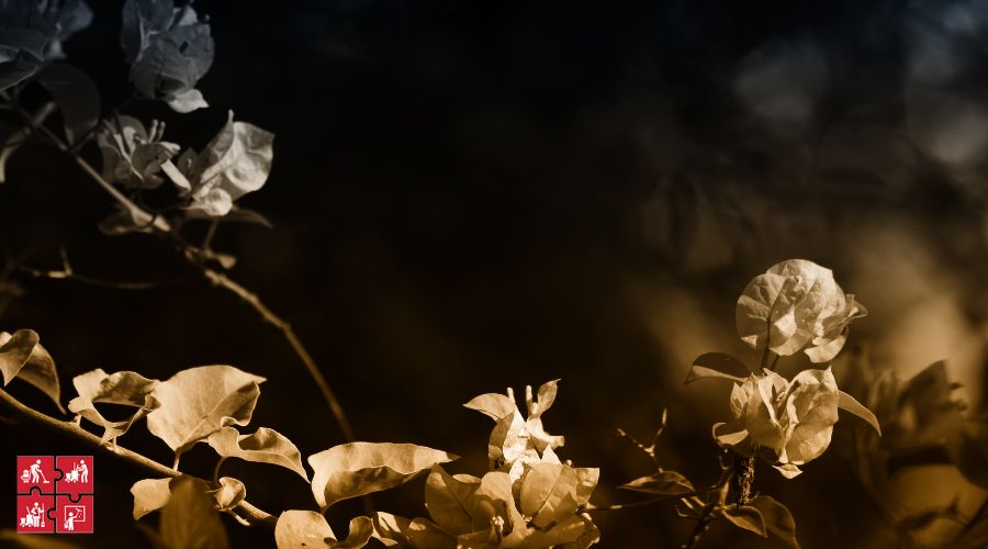 Nét đẹp của hoa giấy vào ban đêm