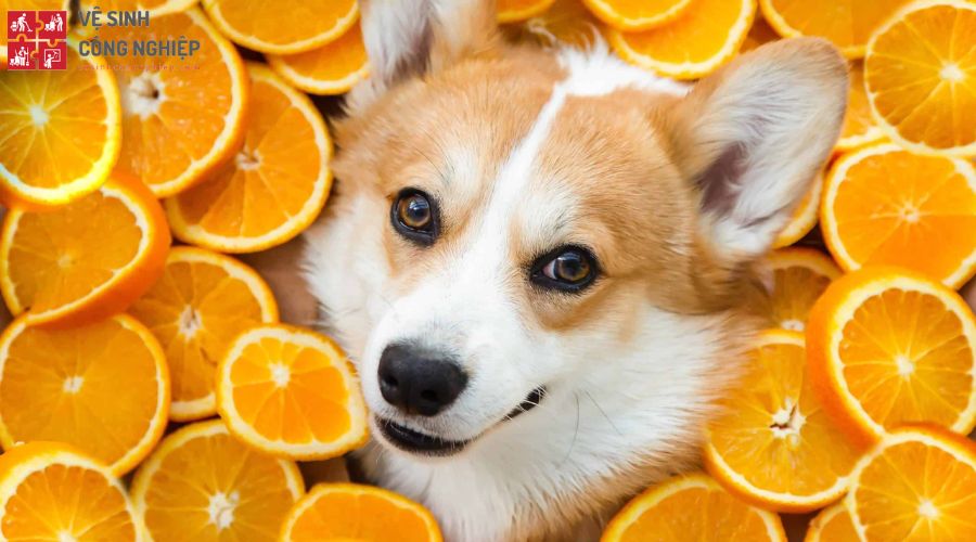cách diệt ve chó bằng vỏ cam