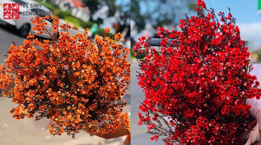 Hoa thanh liễu cam và đỏ khỏe sắc