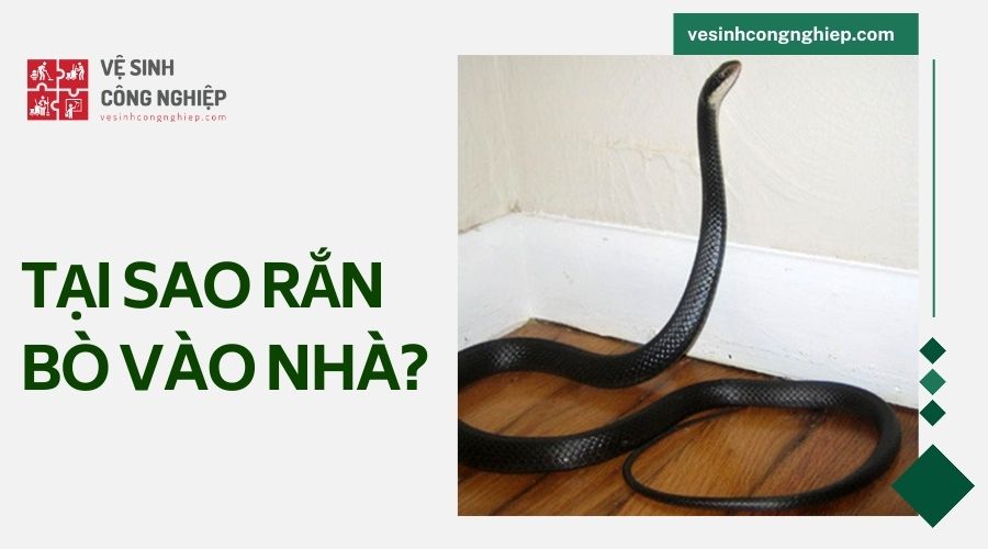 Tại sao rắn bò vào nhà?