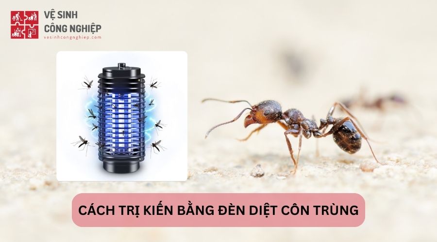 Cách trị kiến bằng đèn diệt côn trùng