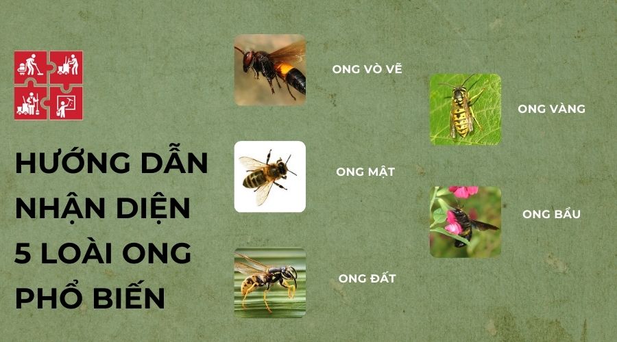 Cách nhận diện 5 loài ong thường xuất hiện trong nhà 