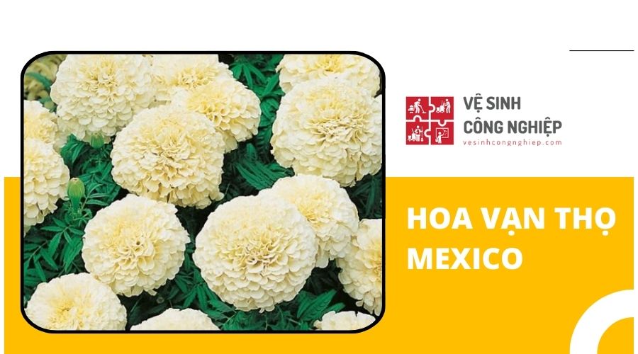 Hoa vạn thọ Mexico 