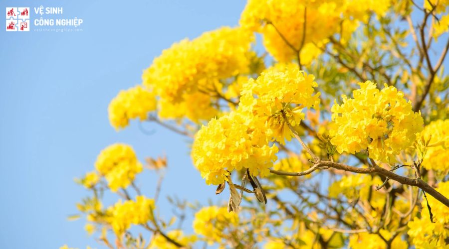 Hình ảnh cây chuông vàng hoàng yến nở đẹp