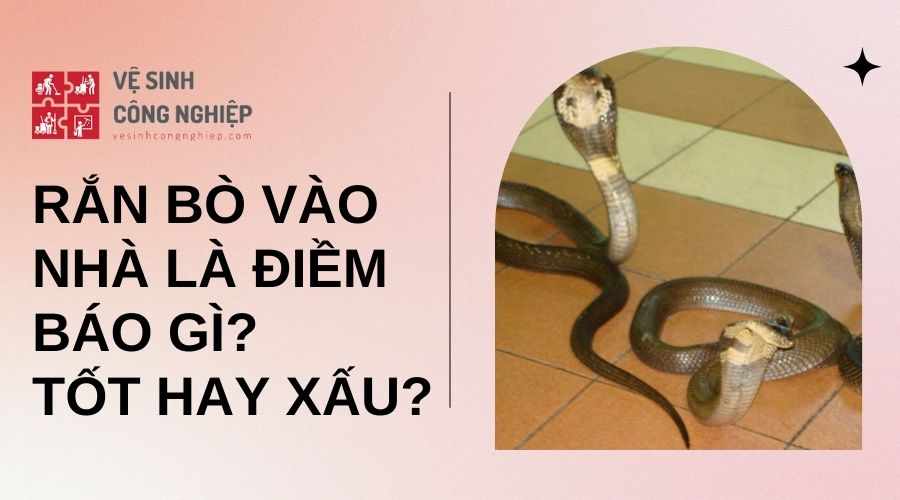 Giải mã chi tiết các trường hợp mơ thấy rắn bò vào nhà (Phân tích cụ thể các tình huống khác nhau khi mơ thấy rắn bò vào nhà như: màu sắc, kích thước, loại rắn, hành động của rắn và người mơ, từ đó đưa ra những giải mã chính xác nhất.)