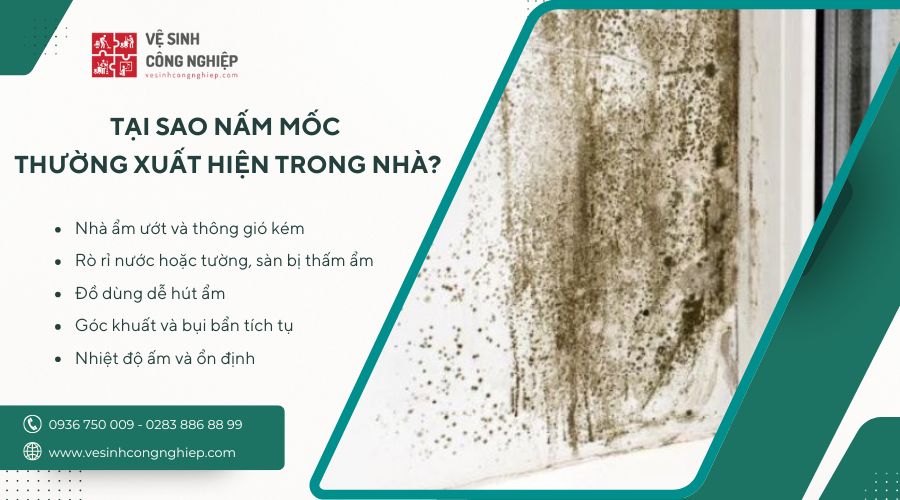 tại sao nấm mốc thường xuất hiện trong nhà