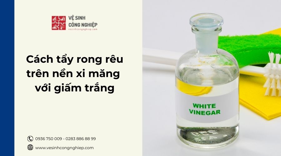 Cách tẩy rong rêu trên nền xi măng với giấm trắng cực hiệu quả