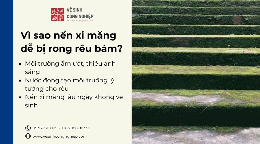 Môi trường ẩm ướt làm nền xi măng có nhiều rong rêu
