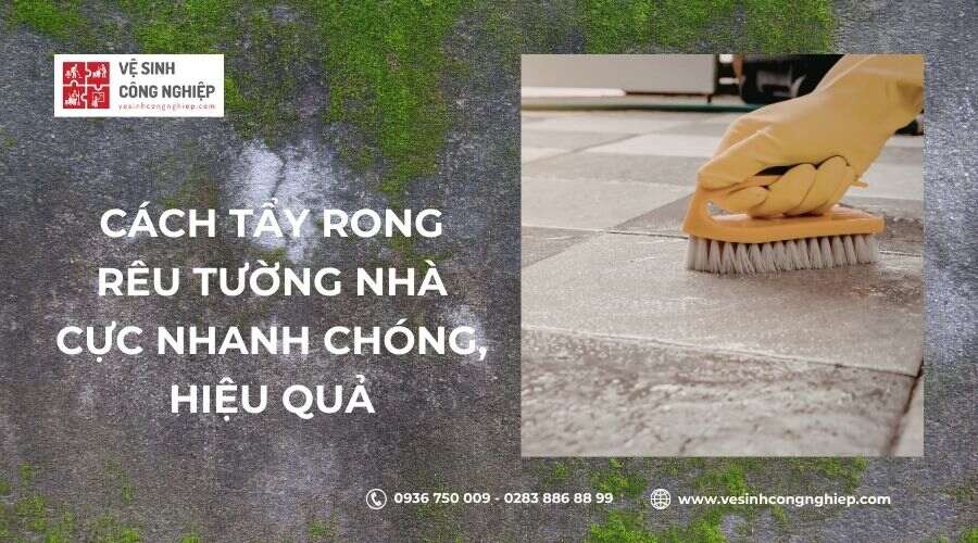 Cách tẩy rong rêu trên tường nhà cực nhanh chóng chỉ trong vài phút
