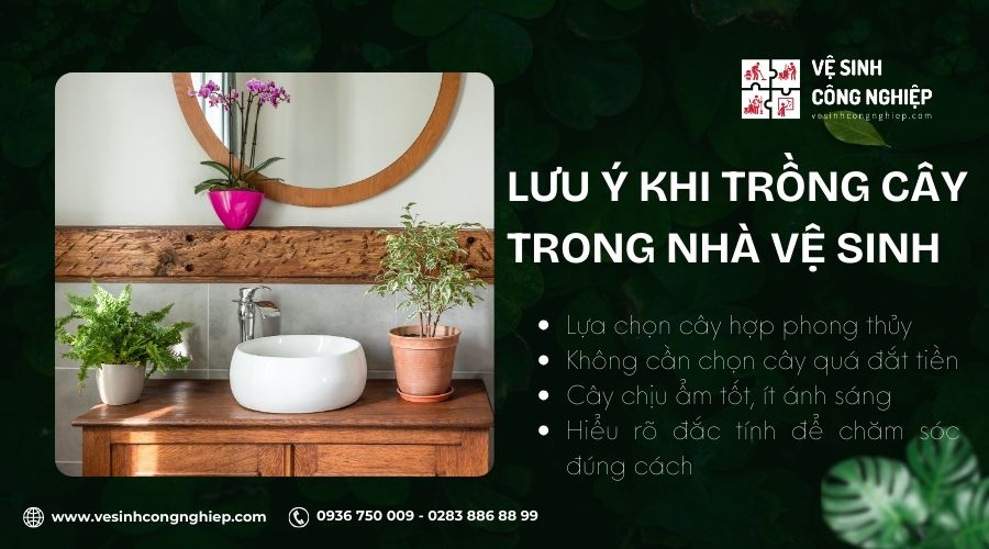 Một số lưu ý khi trồng cây trong nhà vệ sinh