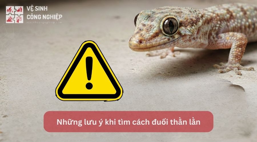 Những lưu ý khi tìm cách đuổi thằn lằn