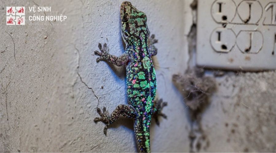 Tại sao nên đuổi thằn lằn ra khỏi nhà?