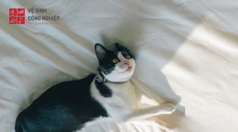 Khử mùi nước tiểu mèo trên nệm