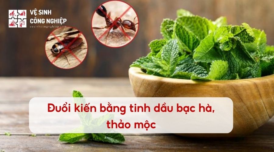 Mẹo đuổi kiến bằng tinh dầu bạc hà, thảo mộc