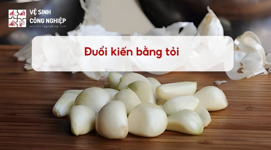 Mẹo đuổi kiến bằng tỏi