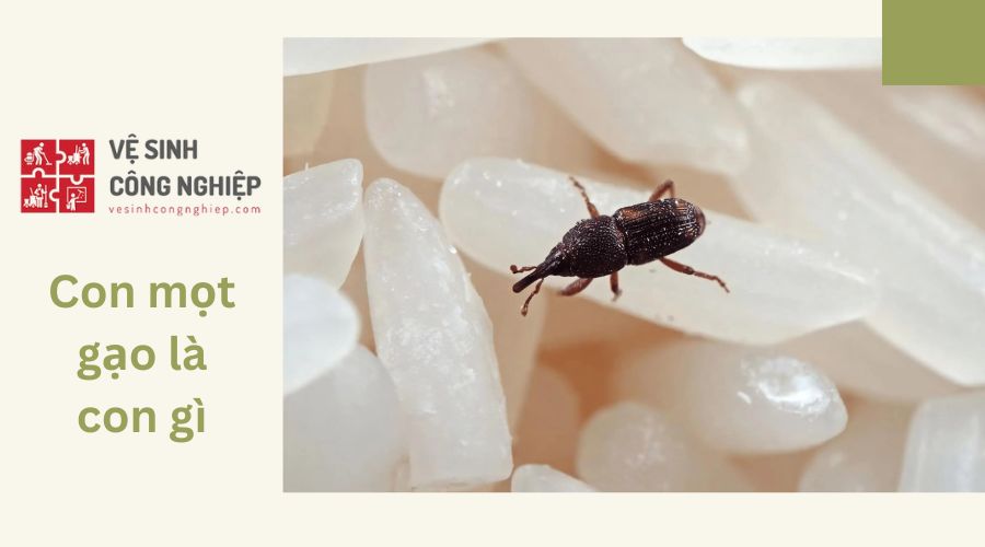 Con mọt gạo là con gì