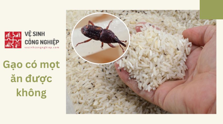 Gạo có mọt ăn được không?