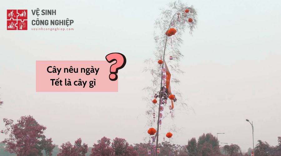Cây nêu ngày Tết là cây gì?