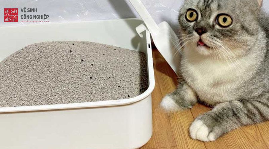 Cách khử mùi giày bằng cát vệ sinh cho mèo