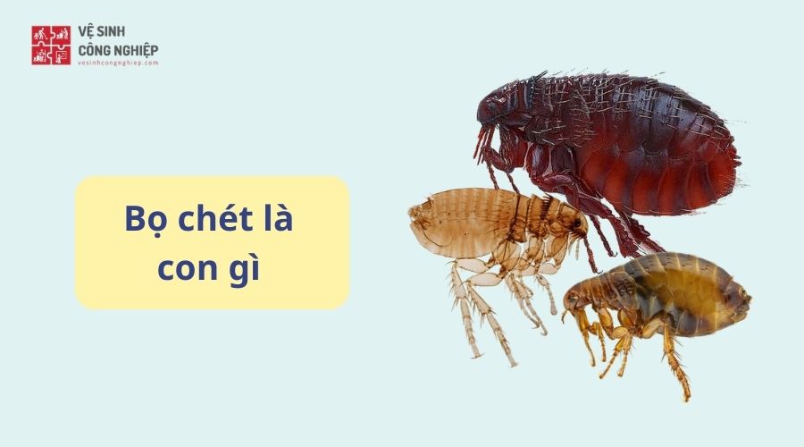 Bọ chét là con gì?