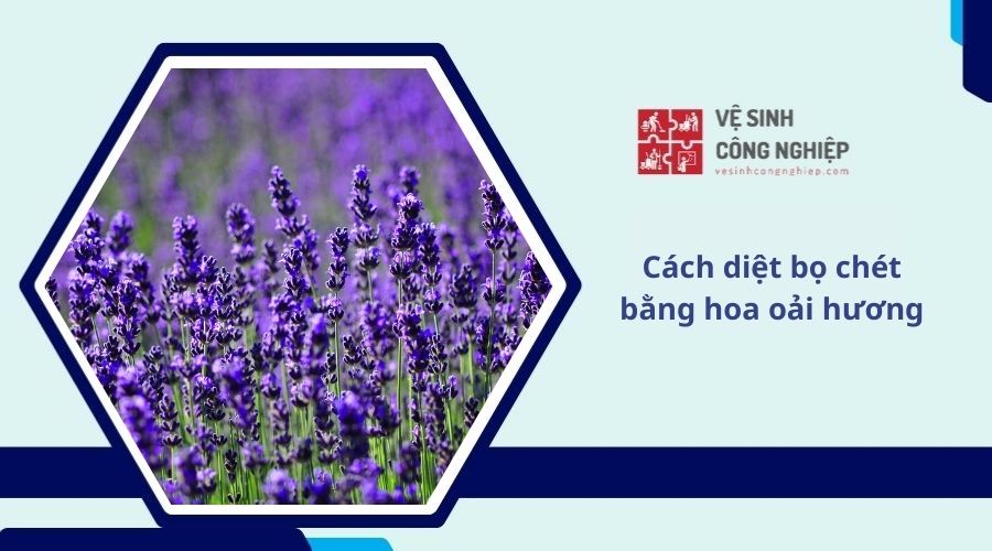 Cách diệt bọ chét bằng hoa oải hương
