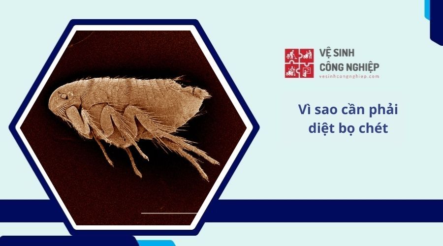 Vì sao cần phải diệt bọ chét