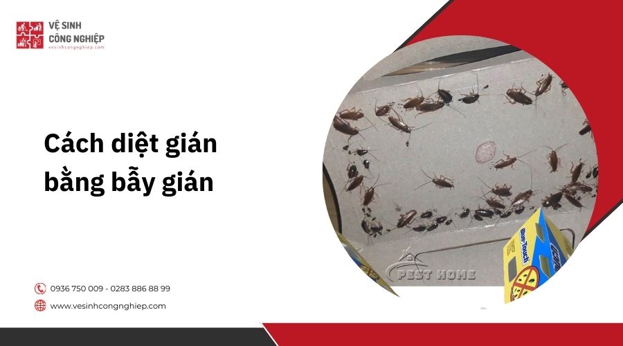 Sử dụng bẫy gián