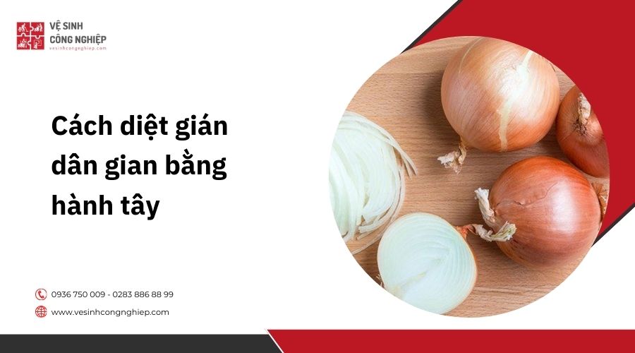 Cách diệt gián dân gian bằng hành tây