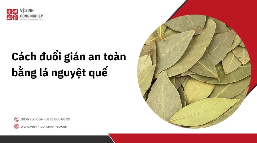Cách đuổi gián an toàn bằng lá nguyệt quế
