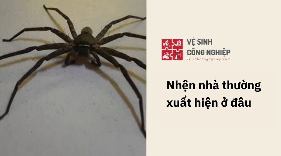 Nhện nhà thường xuất hiện ở đâu