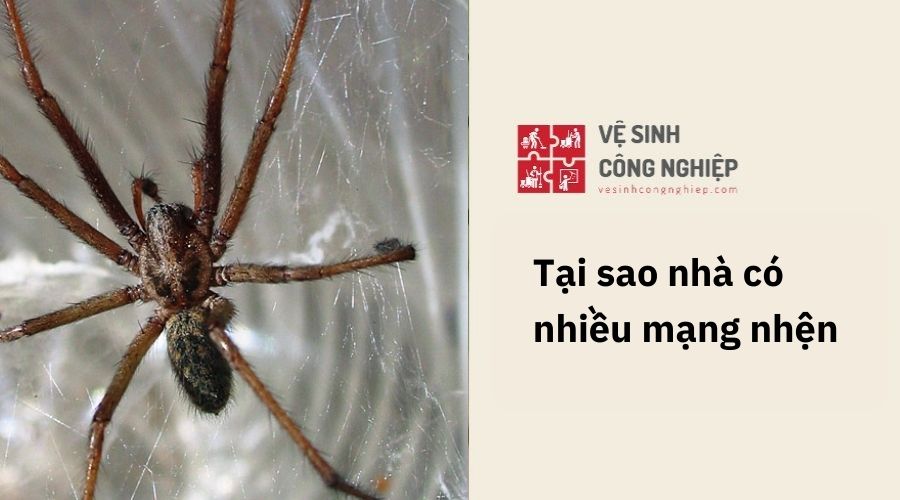 Tại sao nhà có nhiều mạng nhện