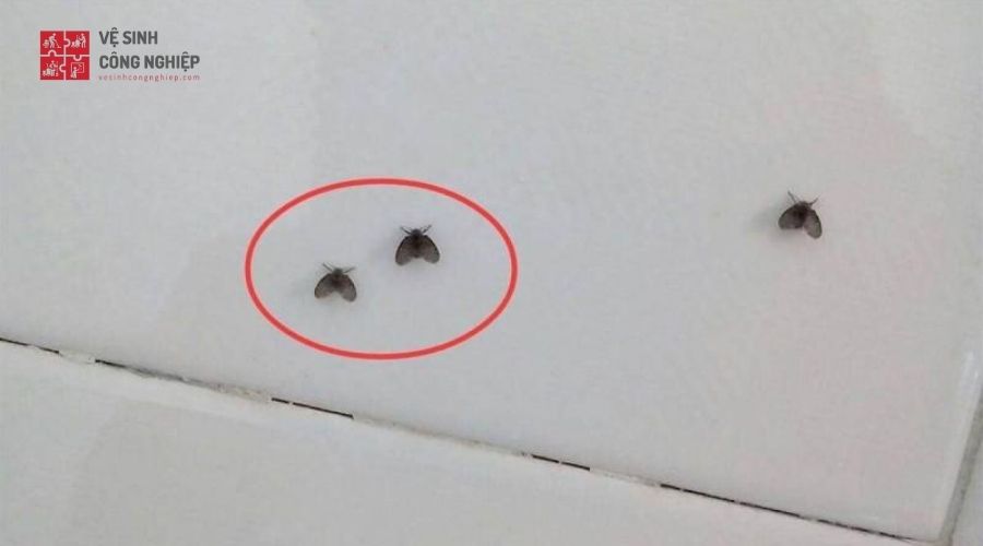 Cách đuổi bồ hóng bằng dọn rác trong nhà