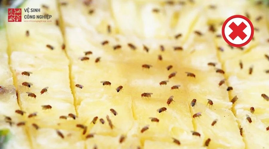 Khử ruồi giấm hiệu quả bằng lò nướng